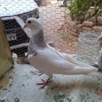 کفتر طوقی ماده