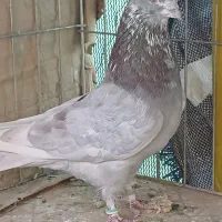 کبوترشکار گرویی نشوندار