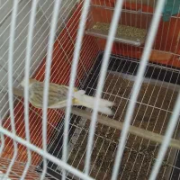 قناری نر جوان معاوضه با لوازم اکواریوم ابنوس|پرنده|کرج, کمال‌شهر|دیوار