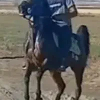 فروش یک رای رأس مادیان بسیار درجه یک