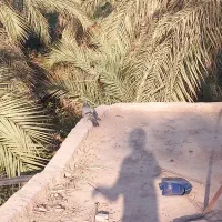 دو کفتر بازی کن|پرنده|ریگان, |دیوار