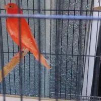 قناری رد فاکتور وموزایکی اورجینال