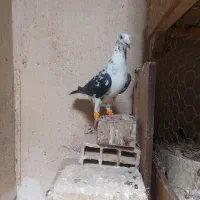 ماده بزک سینه سفید کاکلی