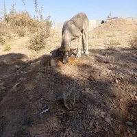 سگ سرابی درج یک۲سالع ماده|سگ|میمه, |دیوار