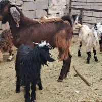 بز نر دندون عوض نکرده اصل جنس|حیوانات مزرعه|سیمینه, |دیوار