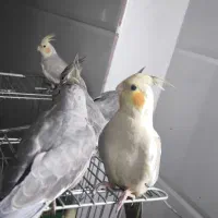 عروس هلندی 10ماهه سالم|پرنده|قم, علی آباد سعدگان|دیوار