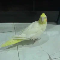 عروس هلندی|پرنده|تهران, خلیج فارس|دیوار