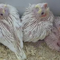 عروس هلندی آلبینو ماده کارداده|پرنده|مشهد, تربیت (صدف)|دیوار