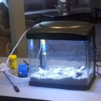 آکواریوم شرکتی شیشه خم|ماهی|فردیس, نگارستان|دیوار