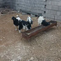 بزغاله کردی ۴ عدد