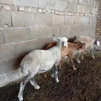 برماده افشاری تمیز