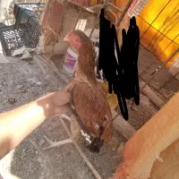 مرغ|حیوانات مزرعه|سراوان, |دیوار