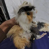 خوکچه هندی|موش و خرگوش|تهران, شهرک طالقانی|دیوار