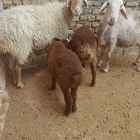 دوتا میش بره دار جوان