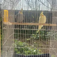 جفت عروس با لوازم