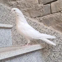 کبوتر اصفهانی بازی دار