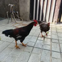 مرغ و خروس