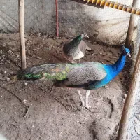 طاووس هندی|پرنده|قائم‌شهر, |دیوار