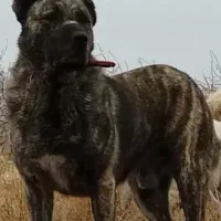 افغان نسل باتور|سگ|بردسیر, |دیوار