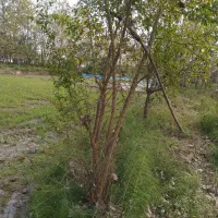 فروش زمین کشاورزی واقع در ارباستان لاهیجان|فروش دفتر صنعتی، کشاورزی، تجاری|لنگرود, |دیوار