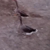 غاز|حیوانات مزرعه|نیمروز, |دیوار