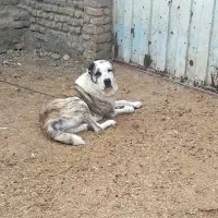 سگ نگهبان