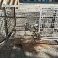 قفس.کبوتر.جفت کن محکم و عمری|پرنده|بروجن, |دیوار