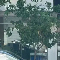 اجاره مغازه