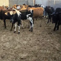 ۲۲ راس گوساله نر