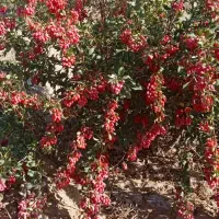 زرشک شاخه روی درخت|خدمات باغبانی و درختکاری|سربیشه, |دیوار
