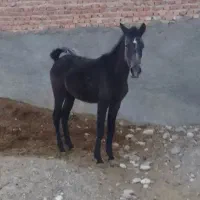 کره اسب مادیون|اسب و تجهیزات اسب‌سواری|فسا, |دیوار