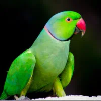 تست جنسیت انواع پرنده