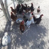 خروس|حیوانات مزرعه|قصرشیرین, |دیوار