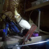 لوتینیو مولد ۲و۱۰۰