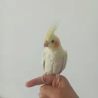 عروس هلندی دستی