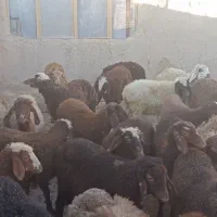 سی راس بره نر و ماده|حیوانات مزرعه|کرمانشاه, |دیوار