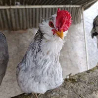 خروس گلین درجه یک