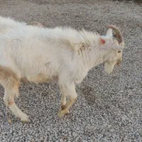 باسلام.   بز نره سانن|حیوانات مزرعه|رزن, |دیوار