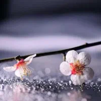 فال تاروت وقهوه تضمینی