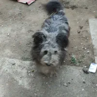 سگ پا کوتاه