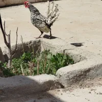 خروس سیبرایت مینیاتوری