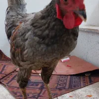 2 عدد خروس|حیوانات مزرعه|مشهد, نیزه|دیوار