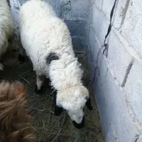 معامله با بز