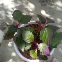فروش گل مخمل