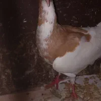 یهودی ماده ریش. شتری|پرنده|گرگان, |دیوار