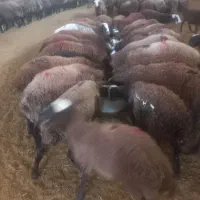 ۱۰۰ راس بره نر پروار وپای پروار بصورت کلی وتکی|حیوانات مزرعه|هشتگرد, فشند|دیوار