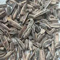 تخمه آفتاب گردان