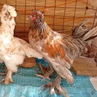 مرغ وخروس سلطان