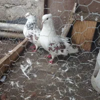 کبوتر پرشی جفت|پرنده|بندر انزلی, معلم|دیوار