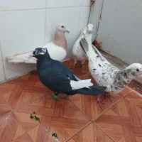 کرم خطی سرور .قره کرمونی